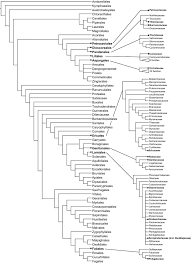 Image result for Sladeniaceae