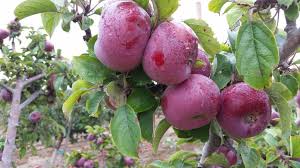 If you don't have a big backyard this can pose a problem. Pin On Garden Orchard