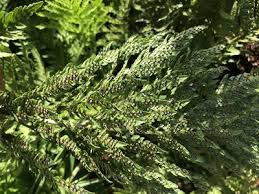 Image result for Dryopteris athamantica