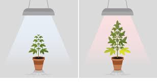 Startseite » cbd öl » cbd & cannabis stecklinge für zuhause: Cannabis Indoor Growing Wo Anfangen Cannabisanbauen Net