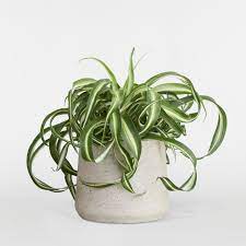 Read on for the complete guide on spider plant growing and care. Curly Spider Plant Chlorophytum Indoor Plants In London Patch