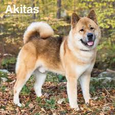 akitas 2020 calendar the akita is officially recognized as a national treasure in japan to the japanese these powerful and alert d akita dog breeds pet dogs