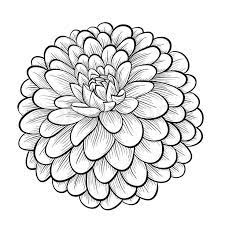 Zinnia Coloring Pages Best Coloring Pages For Kids Flower Line Drawings Flower Drawing Flower Sketches