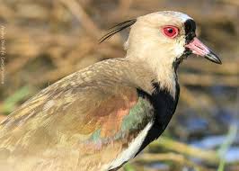 Aruba Birdlife Conservation