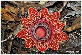 Sapria himalayana represents the extreme manifestation of the parasitic mode, being completely dependent on its host plant for water. Sapria Himalayana Alchetron The Free Social Encyclopedia