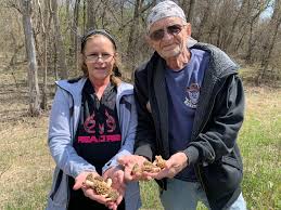 It can not be eaten. Where To Find The Elusive And Delicious Morel Mushroom Harvest Public Media