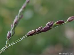 Image result for Digitaria calcarata