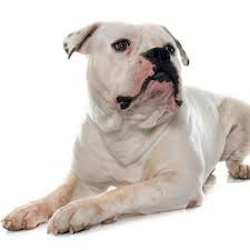 These variations are based on physical appearances. American Bulldog Traits And Pictures