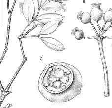 Image result for Warneckea albiflora