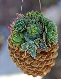 Thankfully, my bottom stem was becoming woody so it is very sturdy. Wonderful Stuffs Garden Projects Hangende Sukkulenten Sukkulenten Tannenzapfen Dekor