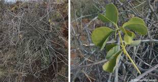 Image result for Adenia fruticosa