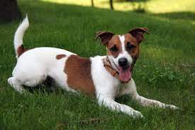 Tudo Sobre A Raca Jack Russell Terrier Caracteristicas Fotos E Muito Mais Portal Do Dog