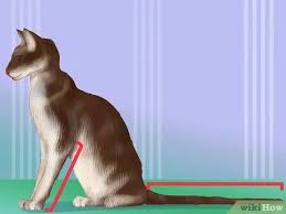 I will sell beautiful british shorthair kittens. How To Identify An Oriental Cat 9 Steps With Pictures Wikihow