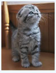 Maybe you would like to learn more about one of these? Catbreeds Munchkin