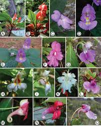 Image result for Balsaminaceae