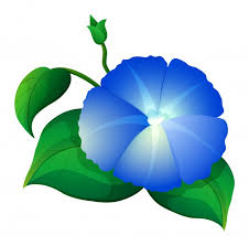 Free Vector Blue Morning Glory Flower With Green Leaves