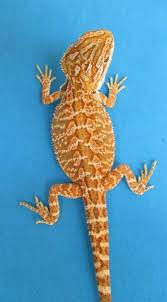 Baby Black Bearded Dragon For Sale Tangerine Orange Bearded Dragons For Sale Atomic Lizard Ranch Bearded Dragon Cute Reptiles Lizard