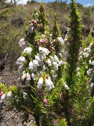 Image result for Erica mannii