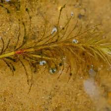 Image result for Lophiocarpus polystachyus