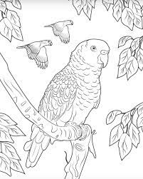 Faça o download e imprimir esses papagaio para colorir grátis. Pin Em Meus Pins Salvos