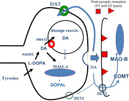 Image result for COMT Inhibitor