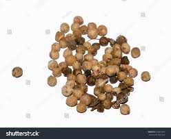 Image result for Streblus