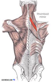 Freetrainers.com has a vast selection of exercises which are used throughout our workout plans. Superficial Back Muscles Anatomy Geeky Medics