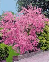 Tamaris D Ete Idees Jardin Jardinerie Arbustes A Fleurs