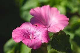Lavatera Flowers Flowers Pink Flowers Flower Fashion