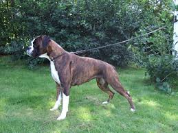 Boxer Dog Breed Information Pictures More