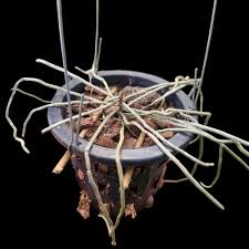 Image result for Microcoelia stolzii