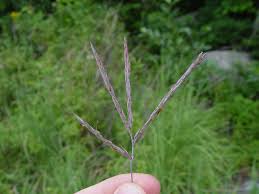 Image result for Andropogon