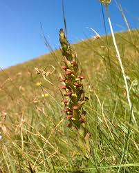 Image result for Disa aconitoides