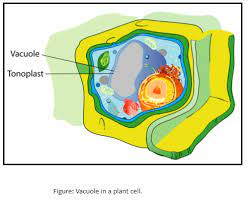 What are you looking for? Why Do Plants Possess Largesized Vacuole Astorage Bdumping Class 11 Biology Cbse