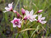 Image result for Nymphoides brevipedicellata