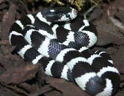 Snakes are fundamentally different to other pets. King Snake And Milk Snake