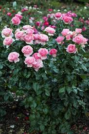 Size, color, texture, and form must all be considered. How To Grow And Care For Roses Gardener S Path