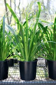 Image result for Neomarica northiana