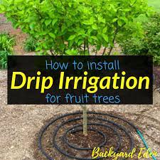 Want to save your time and money both on gardening the plants in the healthier way? How To Install Drip Irrigation For Fruit Trees Backyard Eden