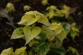 Image result for Boehmeria macrophylla