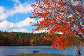 What trees are native to new england. 2 Typical Types Of Maple Trees In Massachusetts Progardentips