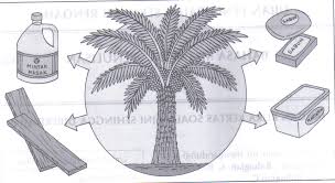 Minyak kelapa sawit sendiri merupakan minyak nabati dengan jumlah produksi tertinggi di dunia , yang juga memiliki produktivitas yang sangat tinggi. Pokok Kelapa Sawit Kegunaan