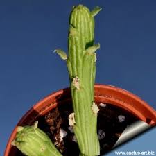 Image result for Monadenium friesii