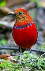 Bird With A Necklace Love Her Gorgeous Red Outfit Looks Magnifique Beautiful Birds Nature Birds Most Beautiful Birds