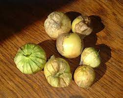 Usually, tomatillos can be harvested from midsummer to early fall. Tomatillo Wikipedia