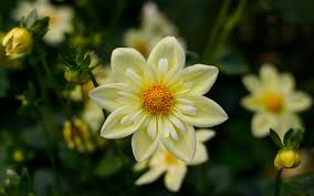 Customize and personalise your desktop, mobile phone and tablet with these explore and download tons of high quality 4k wallpapers all for free! Dahlia Yellow Flowers High Quality Flower Wallpaper For Desktop Computers Hd Wallpapers For 4k Ultra Hd Tv 3840 2400 Wallpaper For You Hd Wallpaper For Desktop Mobile