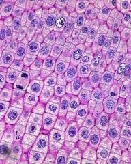 By nls staff | december 18, 2012 what is it? Human Skin Cells Under Microscope Google Search Microscopic Photography Microscopic Cells Microscopic