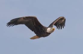 Carolyn A. Dougherty, 81, Andover