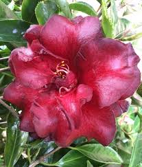 Black magic camellia japonica very dark glossy red. Black Magic