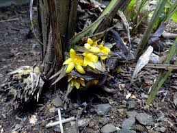 Image result for Curculigo